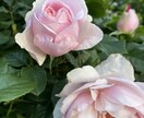 女性の笑顔の為に恋愛の不安や不満、悩みを癒やします 右脳と笑顔を味方にあなたの幸せの花をたくさん咲かせましょう。 イメージ1