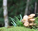 あなたの代わりに写真撮影代行・素材提供いたします アマチュア・駆け出しのためお安く提供できます! イメージ10