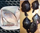 東京湾、横浜、護岸、海釣り公園　秘密釣り方教えます なんでこんなに釣れるの？GOGOフッシング イメージ8