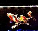 綺麗なお魚の写真を買うことができます 水族館の熱帯魚やクラゲ、金魚などです。 イメージ4