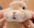 中国語⇆日本語翻訳致します 自然で生き生きといた文に翻訳！ イメージ1