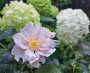 星の導きと風水で導き出す★運命の守護植物鑑定します あなたのホロスコープから導き出す「魂の植物」をお庭に。 イメージ1