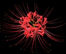撮られました思い出のお花をイラストへ写し出します 生きてる様なイラストを描きます イメージ1