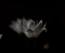 花のおしゃれなオリジナル写真素材を提供します WEBサイト・ロゴ・バナーなどに！4608 x 3456 イメージ2