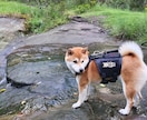 犬猫を豪州から日本へ連れて行くお手伝いします 犬猫をオーストラリアから日本へ連れて行くお手伝いします イメージ1