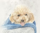 愛犬の似顔絵描きます 透明水彩でふんわり優しいイラスト！ イメージ2