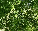 あなたの話し相手になります アラサーおじさんですかよろしくお願いします。 イメージ1