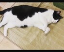 ペットちゃんの似顔絵をデジタルで描きます ペットちゃんへの愛をかたちにするお手伝いやさん イメージ4