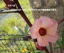 花の種　いろいろ　選べます 自家栽培の種ですが、いろいろあります。 イメージ6