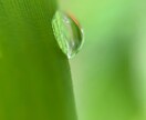 植物の感動写真をまごころで撮影してあなたに贈ります その瞬間携帯のカメラで植物可愛い表情をあなたに贈ります イメージ2