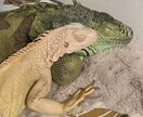 イグアナの飼い方や悩みを経験者が聞きます これって大丈夫？イグアナ飼育の不安を一緒にゆっくり整理します イメージ3