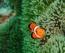 海/ダイビング/水中写真撮ってきます 海☆ビーチ☆水中写真☆代行をします イメージ1