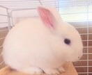 あなたの大切なペットさんのお気持ちをお伝えします ✨虹の橋を渡り「天使」となった最愛のあの子からのメッセージ✨ イメージ7