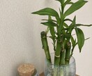 開運植物×風水で金運部屋に変身！します かわいく飾って♡お金と一緒に幸せも舞いこむお部屋つくり イメージ4