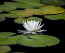 御自身の内面的なお悩みの御相談を承ります 性格的なことに限らず、現在、心に抱えている問題にも対応します イメージ1