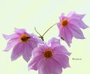 撮られました思い出のお花をイラストへ写し出します 生きてる様なイラストを描きます イメージ5