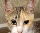 可愛い猫の写真よろしくおねがいします 可愛い猫の写真ですよろしくお願い致します イメージ10