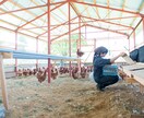 市場出荷しない農業経営の相談にのります 自分の商品としてブランディングし、生産物を売りましょう！ イメージ7