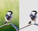 5枚1000円で写真の背景削除・白抜きします Amazon,楽天,ヤフオクやメルカリなどの商品画像に イメージ2