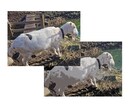 画像や写真の編集を承ります 写真をイラストに！画像をもとに塗り絵作成！白黒写真をカラーに イメージ4