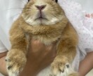 動物関連のことならなんでもお受けします 動物病院で出来る事、飼育されてるペット様に関する質問何でも イメージ9