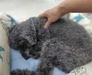 10歳以上のシニア犬に運動とマッサージ一緒にします 期間限定1,500円　シニア犬のマッサージ＆運動！ イメージ3