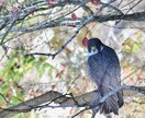 分からない野鳥教えます 〜初心者から最短で野鳥博士になりませんか？〜 イメージ3