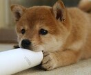 電話で話そ♪どんなお話も聞きます 愚痴、悩み、相談、雑談何でもokです♪話して楽になりましょう イメージ6