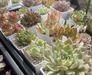 多肉植物の冬の管理方法ご相談に乗ります 雪国で多肉植物を育てて販売しています✩ イメージ3