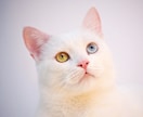 愛猫飼育スペシャリストが猫の疑問にお答えします 猫との生活で気になることなどニャンでもご相談ください⭐︎ イメージ2