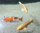 あなたにあったモテ方、武器をみつけます ハッキリキッパリをモットーに！ イメージ1
