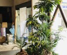 観葉植物の育て方を樹種により詳しくご説明します 樹種によって特性(暗さに弱いなど)は全然違う！！ イメージ6
