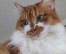 おまかせ基本8000円で愛猫(動物)描きます 印刷できるサイズで提供。猫以外は要相談。 イメージ2