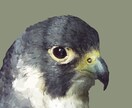 思い出に撮られました生き物をそのまんま映し出します 写真からそのまんま映し出したイラスト イメージ1