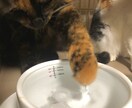 猫ちゃんのお食事に関するお悩み相談にのります 食の悩みを解決して飼い主さんも猫ちゃんもしあわせに！ イメージ7
