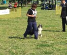 わんちゃんを飼われている方のご相談受け付けてます 犬のお世話でお困りの方、解決できるようアドバイスをしています イメージ1