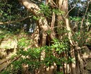 心の休息に☆トークやりとり&ヒーリングします 30分のトークやりとりしながらポジティブの光を送ります イメージ1