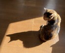 猫の素材写真を提供します ねこの日常の写真を撮影しています。三毛猫、白猫など イメージ5