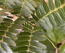 観葉植物のお悩み解決します 育成方法や観葉植物のトラブルなどなんでも解決致します！ イメージ3