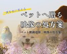 涙を光に変えるペットメモリアル動画を制作します グリーフケア専門家が贈る、世界にひとつの映像の処方箋 イメージ1