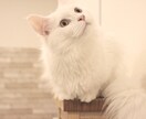 猫限定！！猫についてのお悩みや飼い方を相談できます キャットケアスペシャリスト・キャットシッターが回答します。 イメージ1