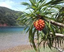Trip to Amami?英語でご相談にのります Plan your trip in English! イメージ6