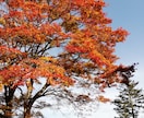 京都旅行の計画をお手伝いさせていただきます /京都旅行/出発地どこでも対応/ イメージ4