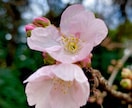 霊感霊視❀モヤモヤや不安を魂の視点で読み解きます やさしく感じ取りながら、「魂と身体の声」を丁寧にお伝えします イメージ6