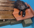 カメ飼育についてアドバイスします カメさんと暮らす為のルールを伝授します イメージ1