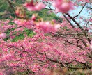 桜の写真を提供いたします 沖縄に咲く桜（ソメイヨシノ）と空のコラボレーション イメージ5