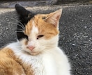 タロットで占います 迷って、アドバイスが欲しい時に。 イメージ1