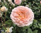40〜60代の女性の方、お話しを傾聴いたします 中高年だって悩みがいっぱい！1分だけでもOK、話して発散⭐︎ イメージ2