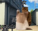 今の流行り！話題の猫チームの動画編集致します 低価格で高品質な動画をお作りします！ イメージ2