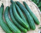 自然栽培・有機栽培による野菜の作り方を教えます 無農薬・無肥料又は有機肥料・固定種による野菜栽培を伝授 イメージ3